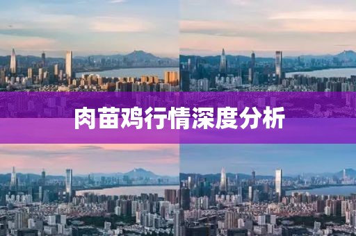 肉苗雞行情深度分析