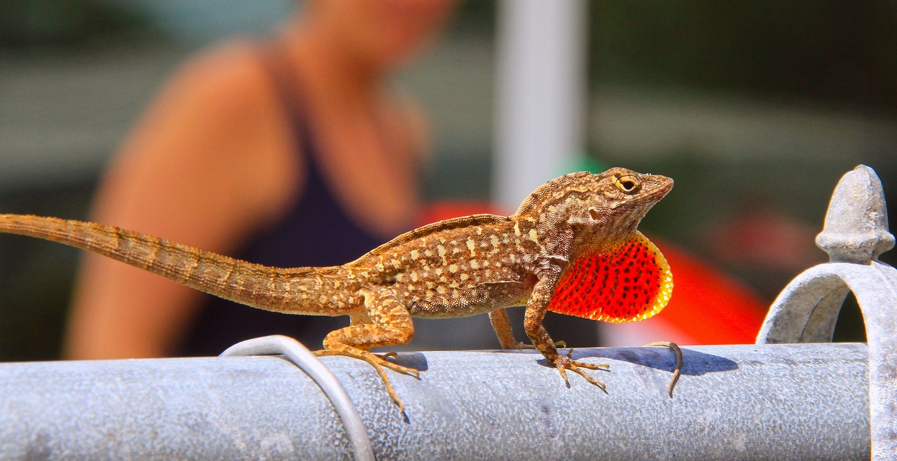 新澳免資料費(fèi)：兔、龍、牛、猴