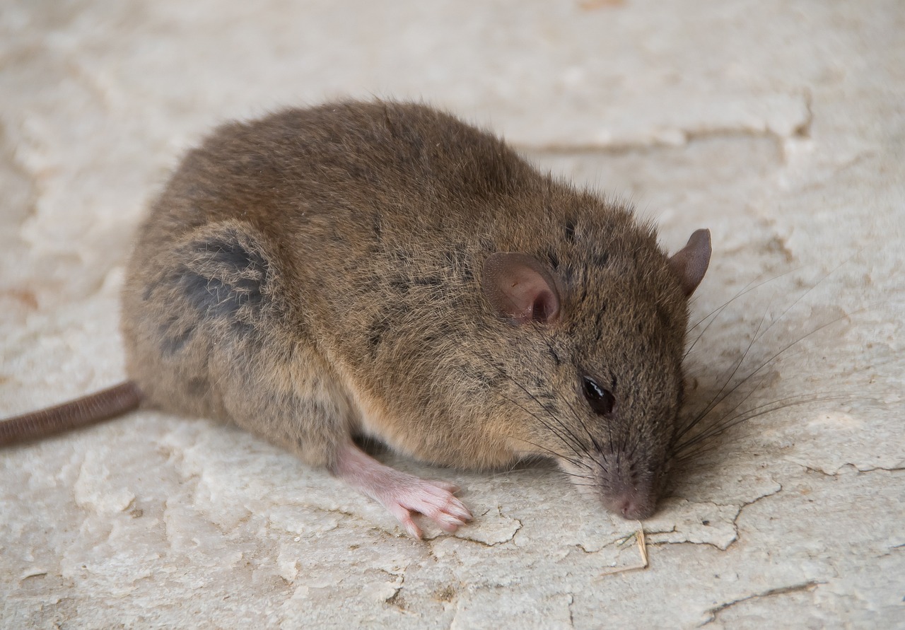 新澳三期內(nèi)必出準確生肖：鼠、雞、龍、兔