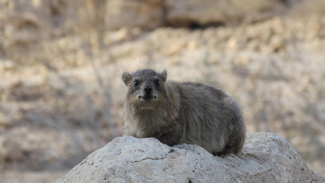 2024新奧最新資料：兔、龍、狗、虎