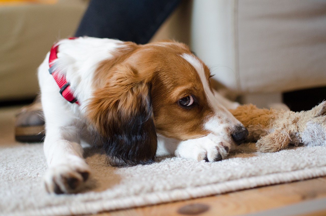 2004新澳正版免費大全：鼠、豬、龍、狗