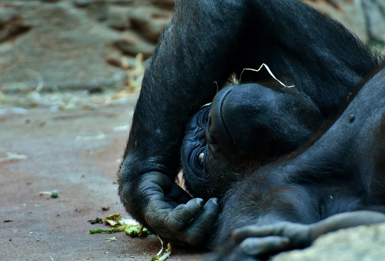 新澳免資料費(fèi)：猴、牛、虎、龍
