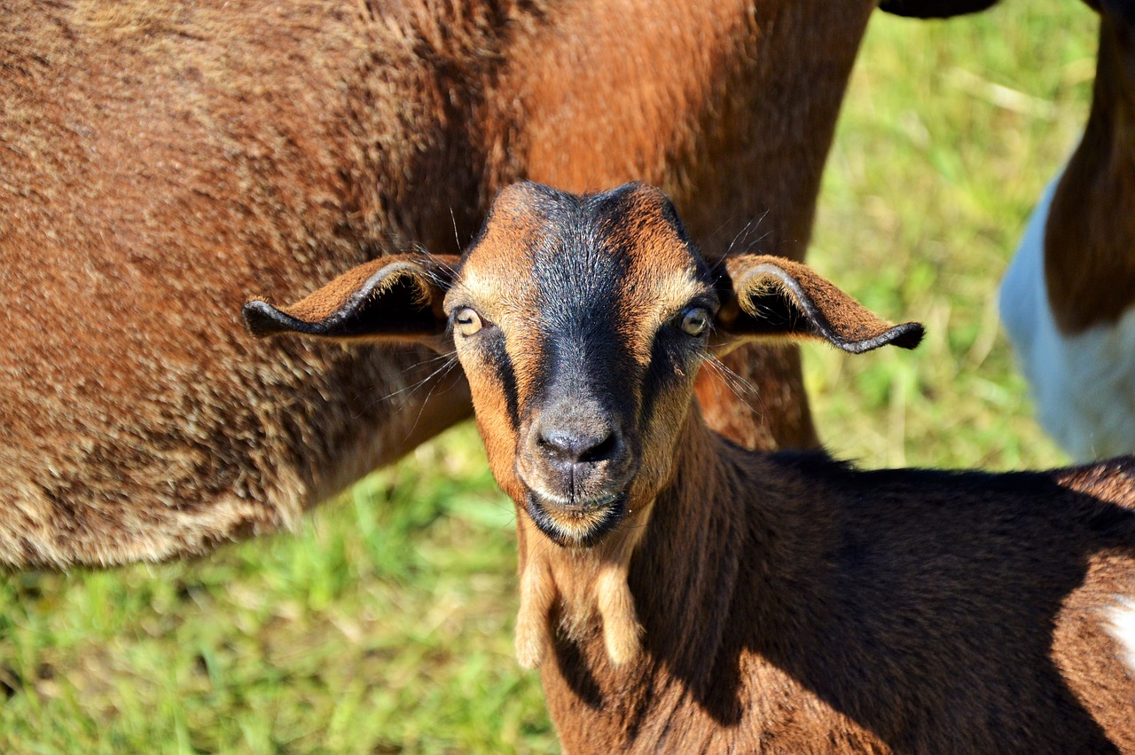 2024新澳正版資料最新更新：兔、羊、兔、狗