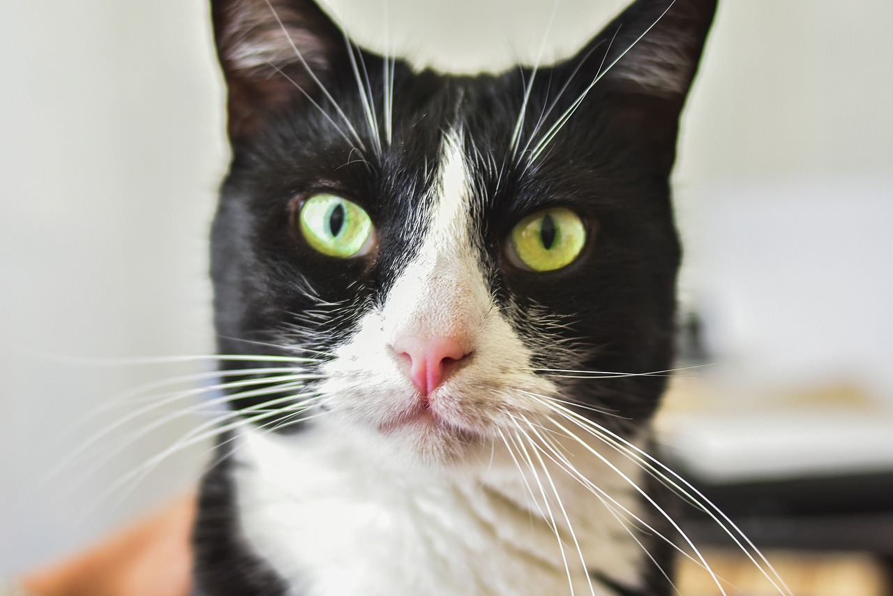 7777788888精準(zhǔn)管家婆：馬、馬、牛、羊