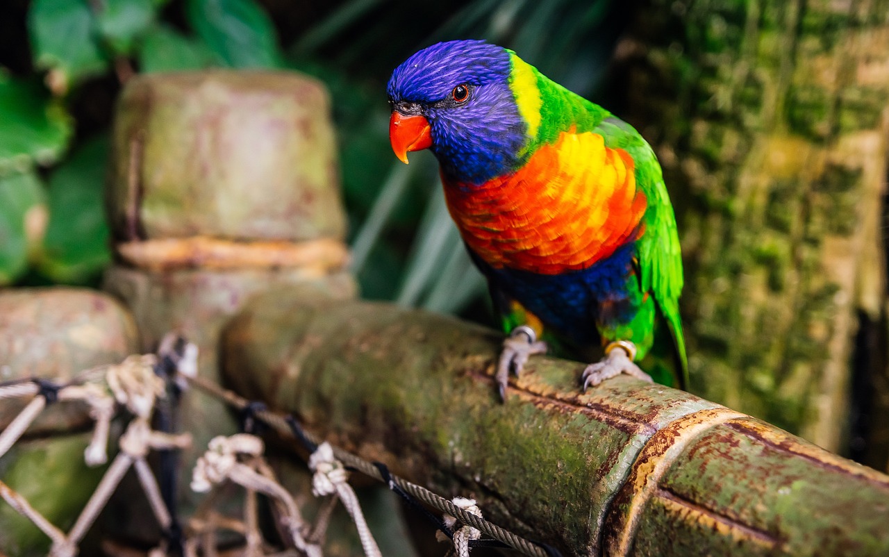 2024年澳門天天彩正版免費大全：猴、龍、虎、豬