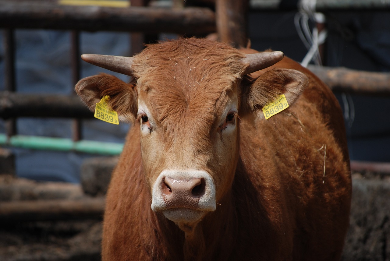 2024新澳門正版精準免費大全：本期推薦牛、兔、豬、羊