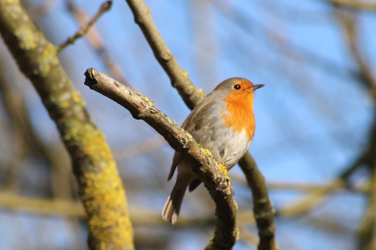 新澳天天彩免費資料大全查詢：狗、兔、虎、猴