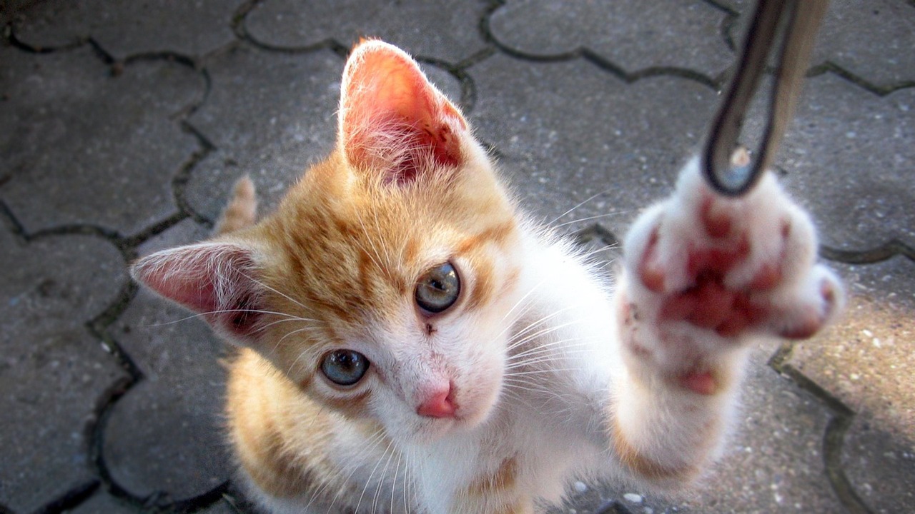 楊柳郡四期最新動(dòng)態(tài)，開(kāi)啟未來(lái)生活新篇章