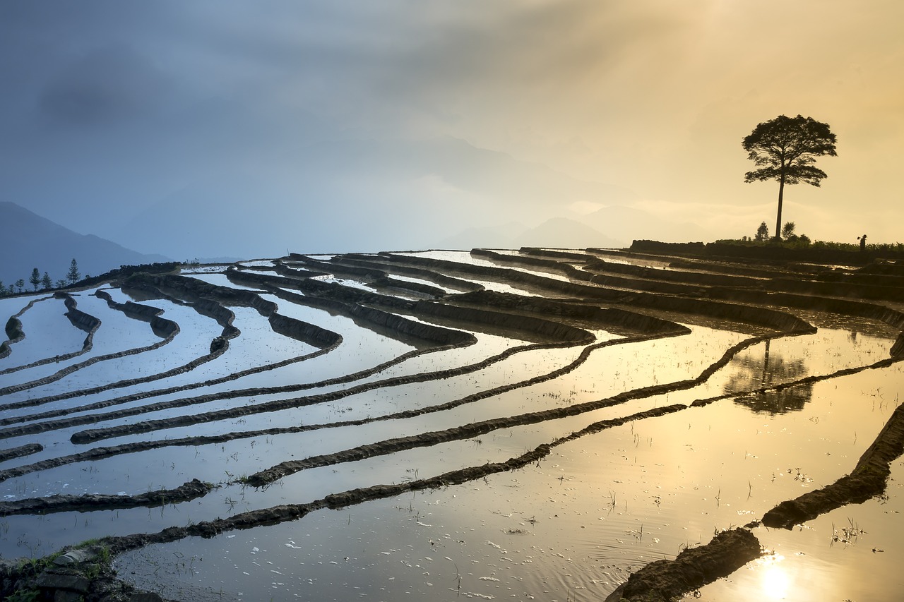 東鑒湖最新進展,生態修復與未來規劃揭秘