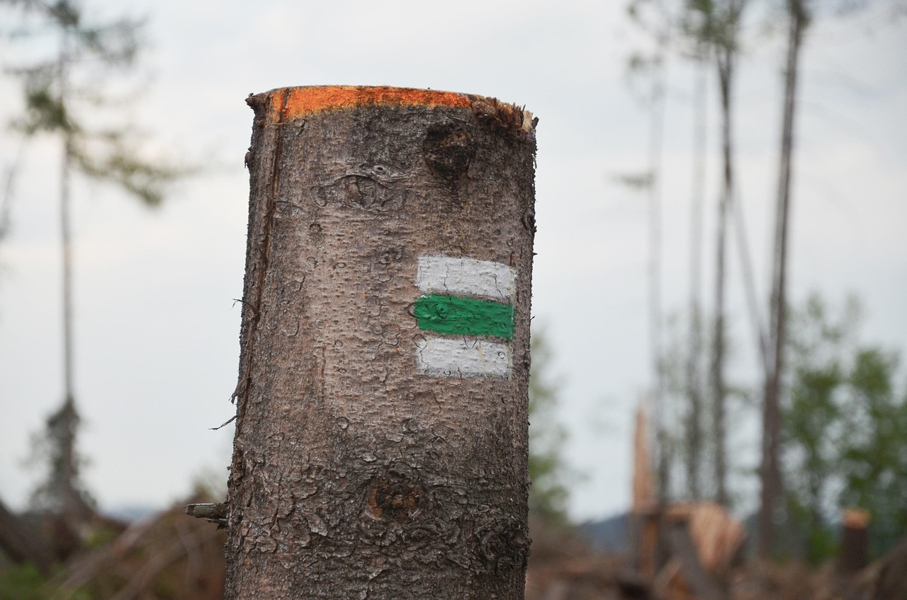 陳瑤湖最新動(dòng)態(tài)，生態(tài)恢復(fù)與旅游發(fā)展的融合進(jìn)展揭秘
