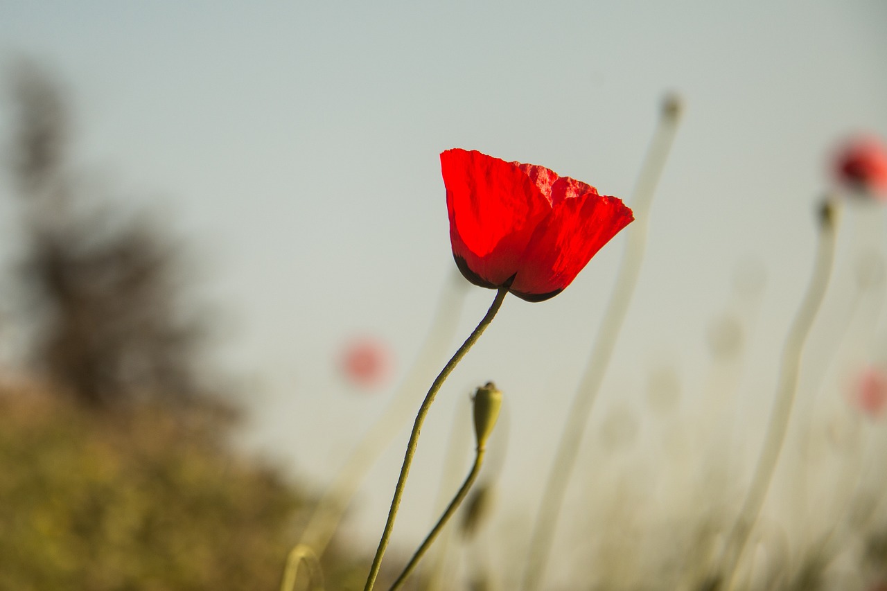 臺風(fēng)天鷹最新動態(tài),威力、影響范圍與應(yīng)對措施全解析