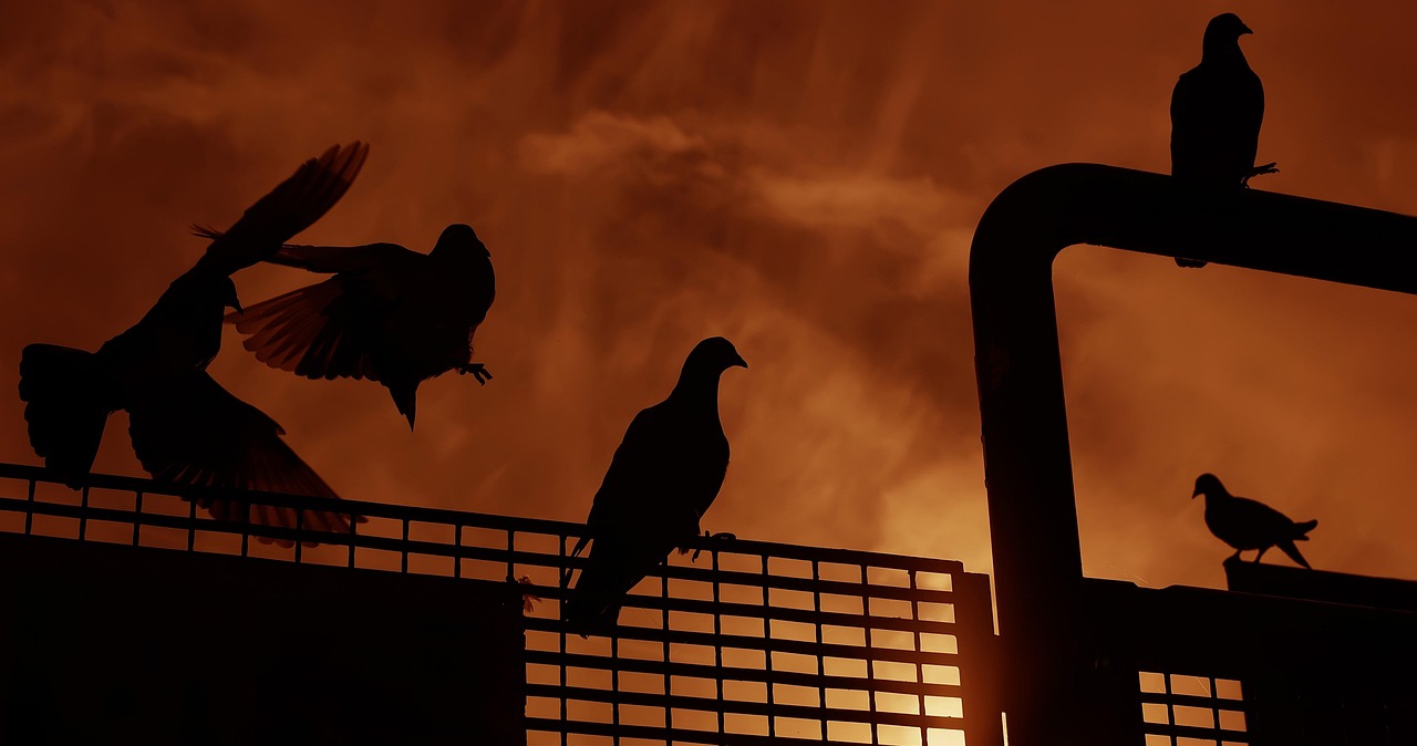 深喉電影，探索與反思之旅