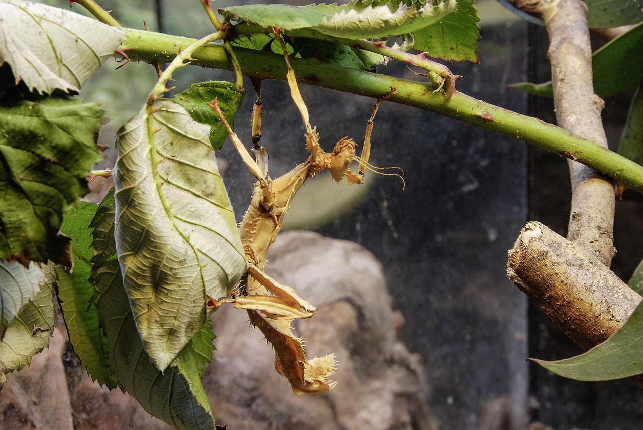 澳洲最新昆蟲資訊速遞