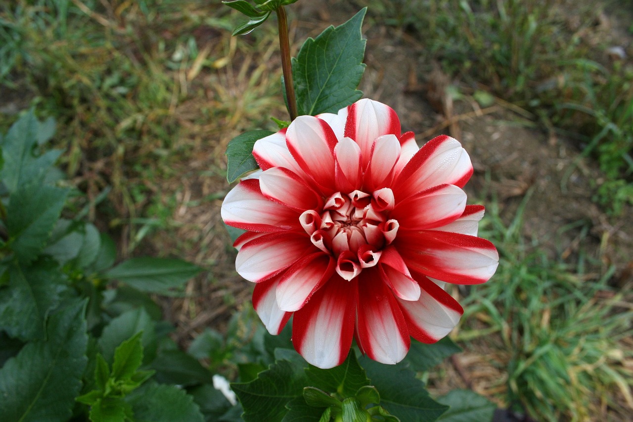 野花電視劇全集，綻放的藝術(shù)之花與觀眾的心靈交響