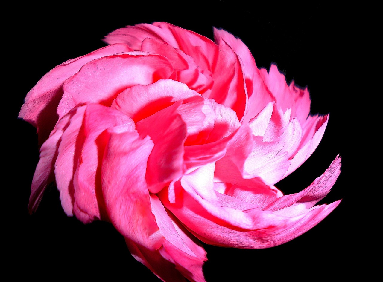 粉紅色的火烈鳥電影，自然與情感的交織之美探索