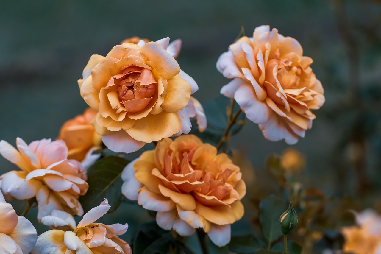 吳中天璽最新動態(tài)，揭開未來之星的新篇章，展望未來發(fā)展之路。