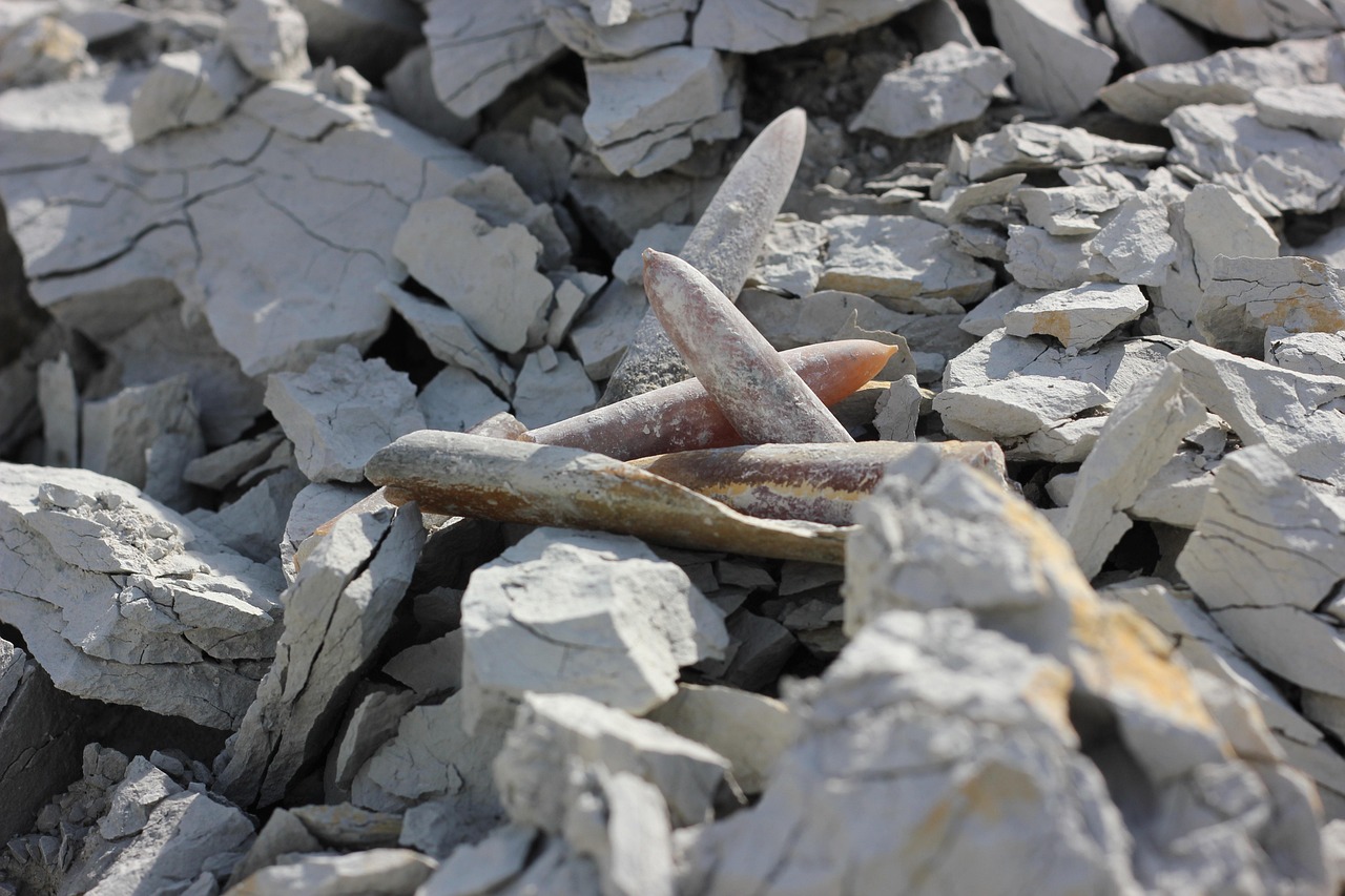 第一集團軍最新動態(tài)，展現新時代軍威與戰(zhàn)斗力的強大實力