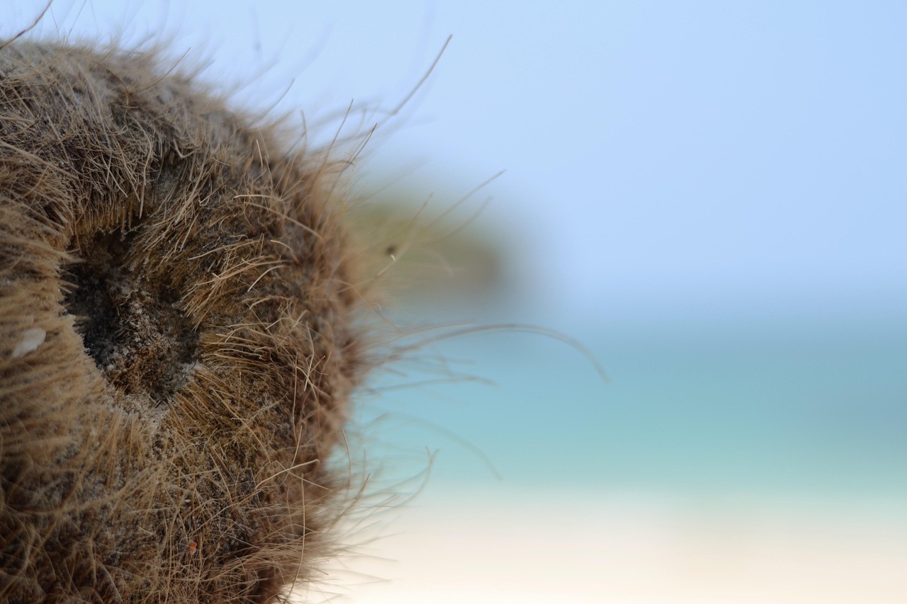 青島唐島海岸最新動態(tài)揭秘，新時代的海洋魅力展現(xiàn)！