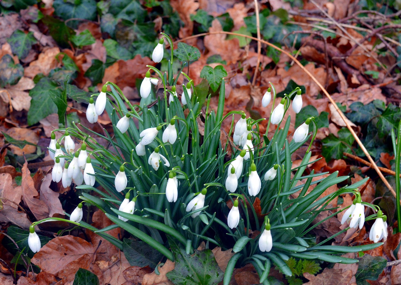 康乃馨資訊大揭秘，美麗與價值的探索之旅