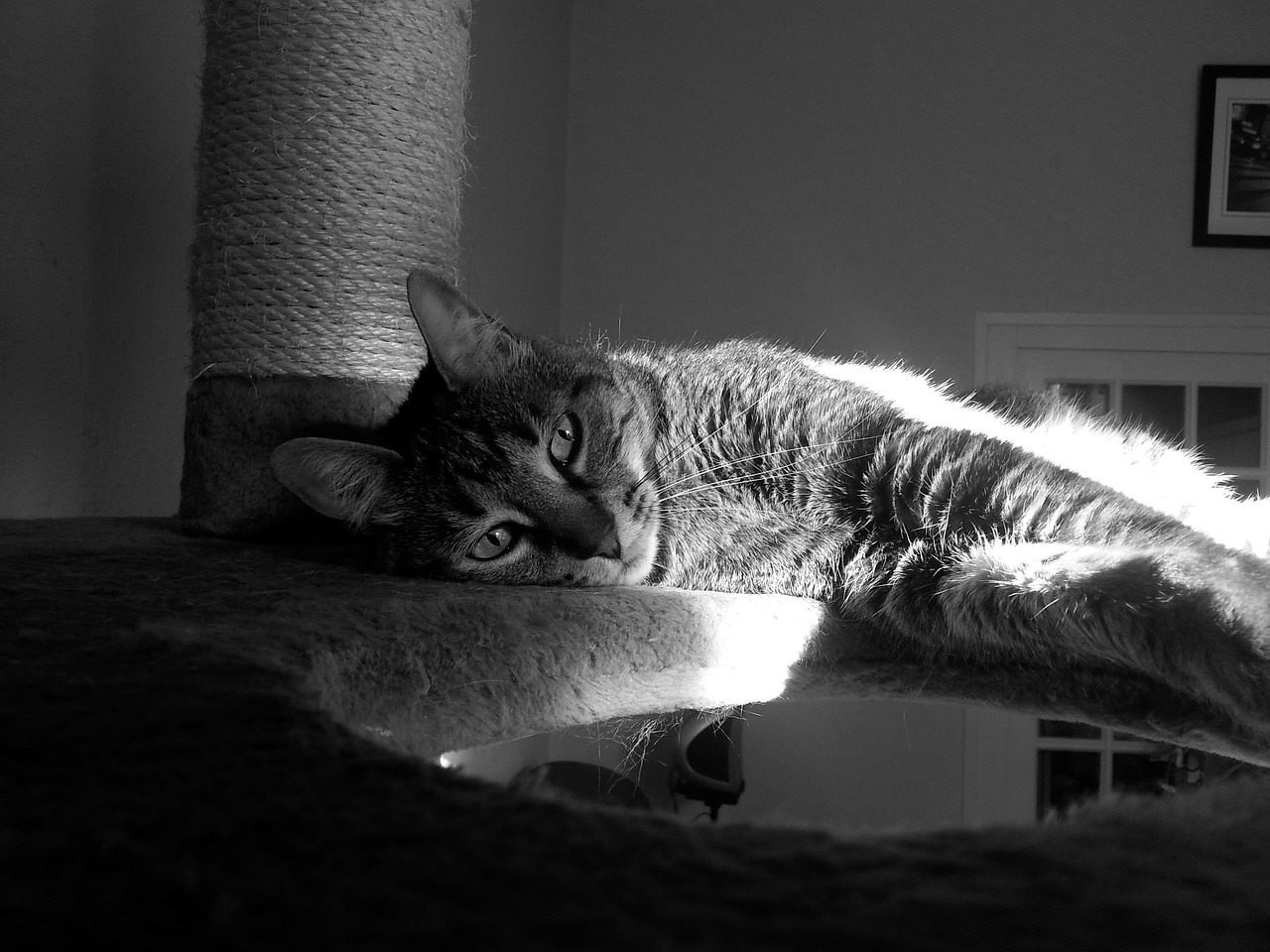 萌文化獨特魅力下的流行現象，小奶狗動漫頭像風潮