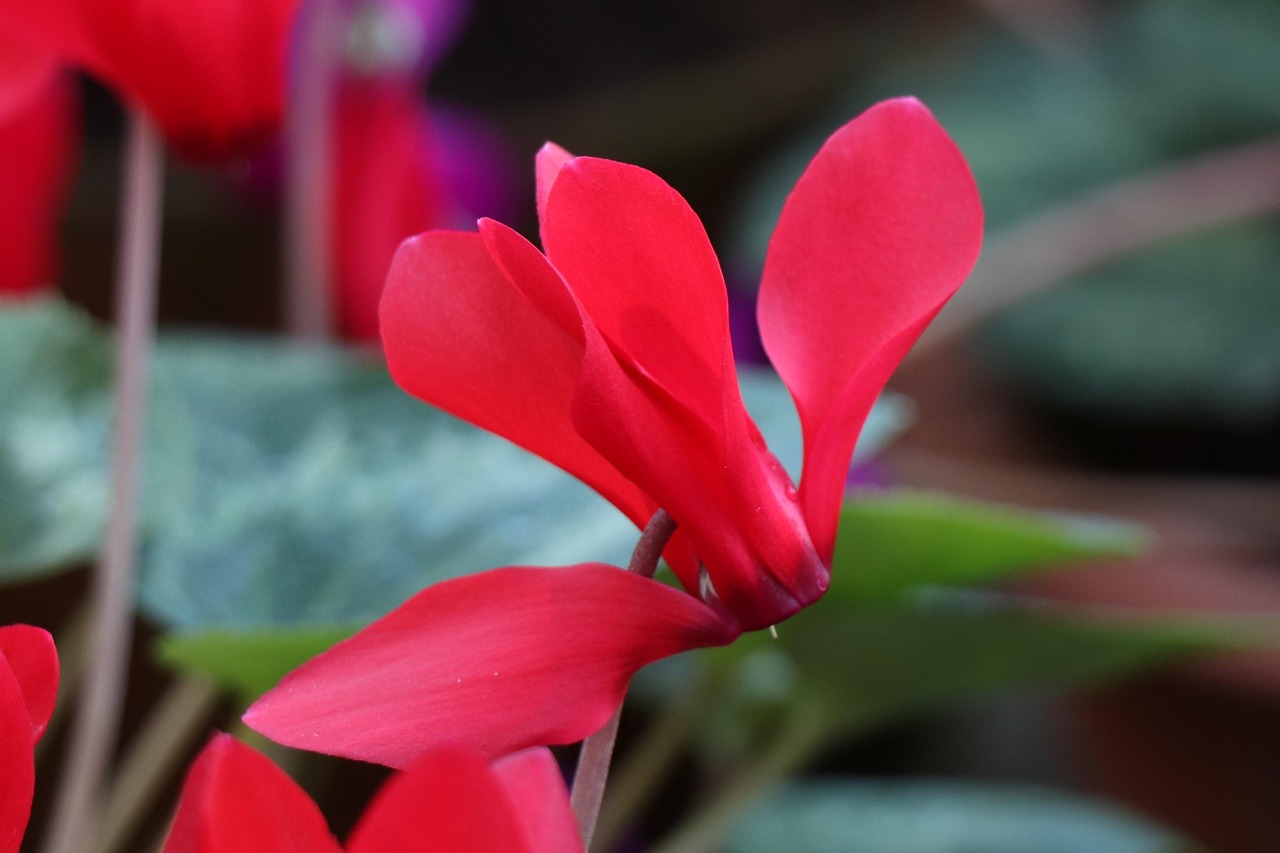 探索現(xiàn)代宅文化新領(lǐng)域，御宅屋最新動(dòng)態(tài)速遞