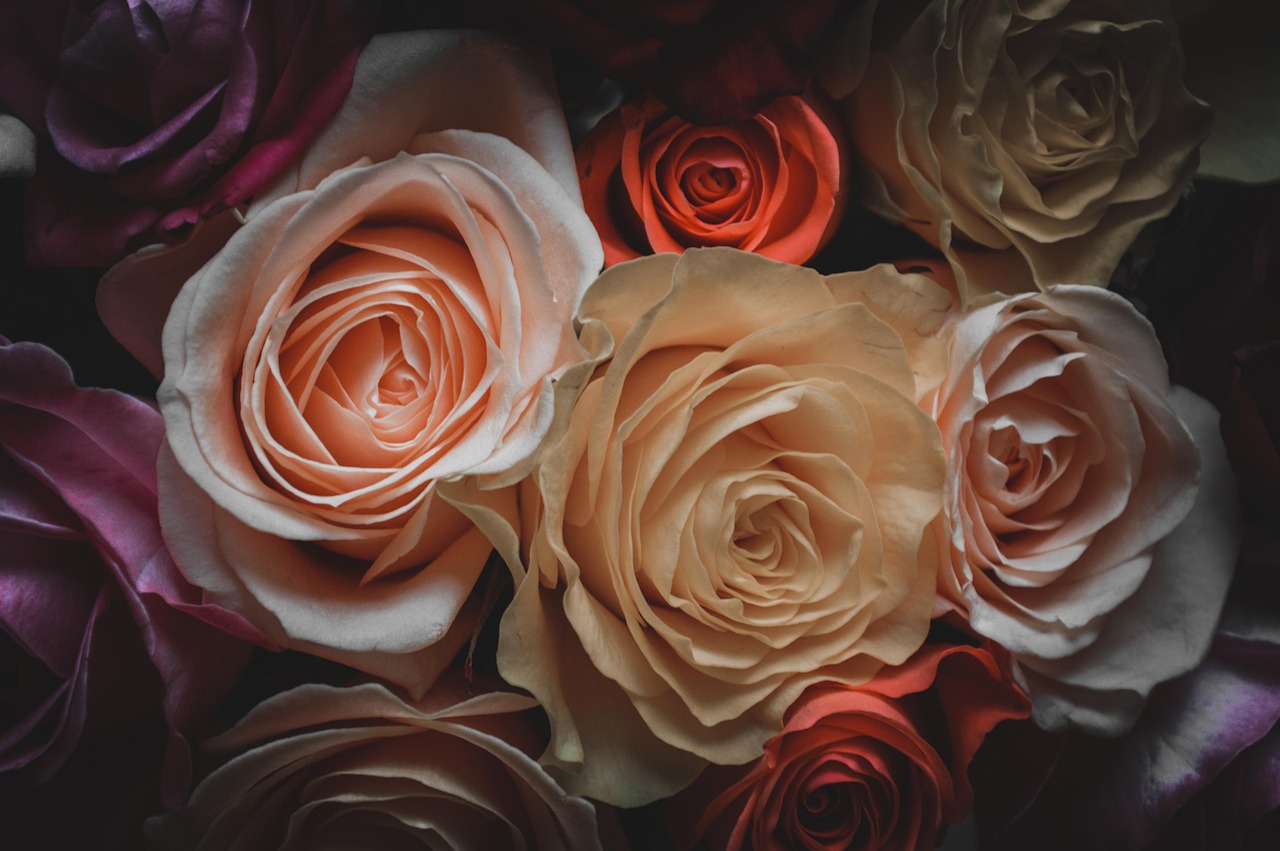 深入探索與感悟，絕愛動漫的世界