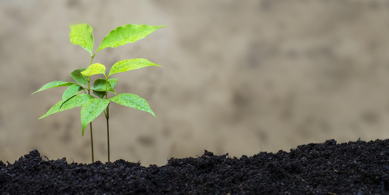 林業(yè)發(fā)展新藍(lán)圖，構(gòu)建綠色生態(tài)經(jīng)濟(jì)的未來之路