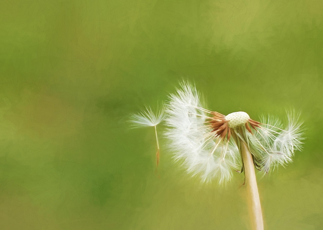 青春草的力量與希望，生命更新的象征