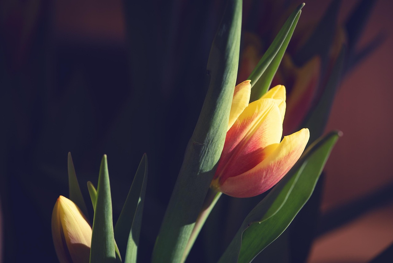 野百合也有春天，電視劇的魅力與啟示之旅