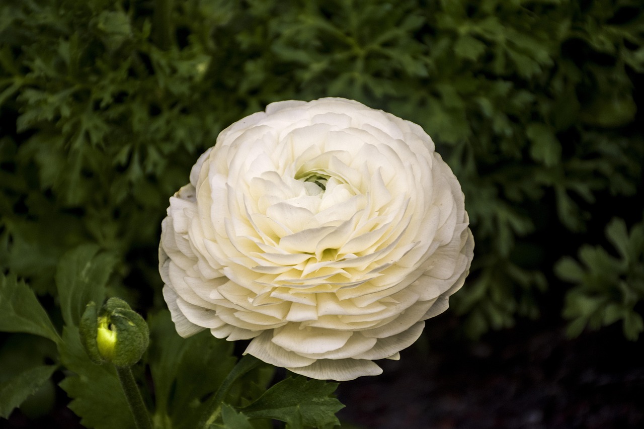 萬科如園最新房價動態(tài)分析與趨勢預(yù)測