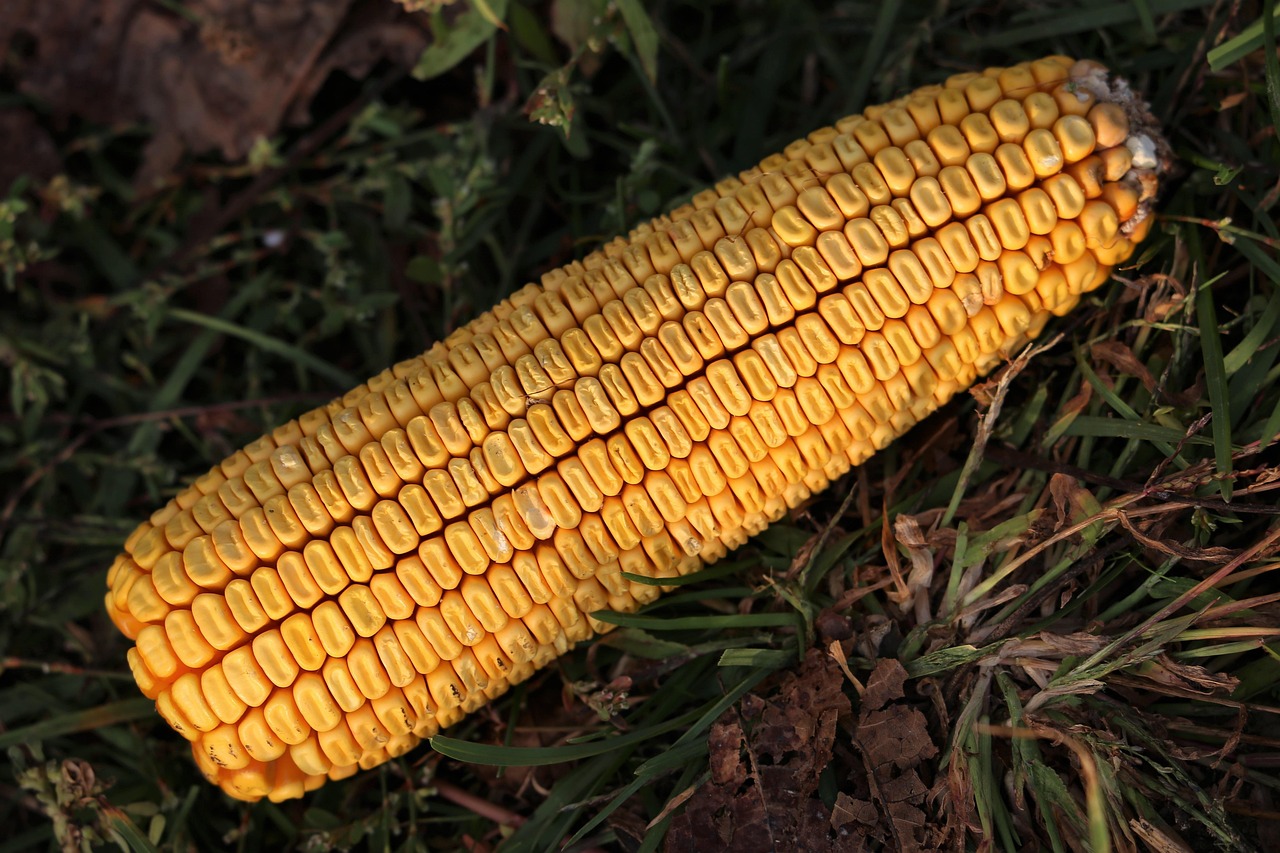 周口玉米市場(chǎng)價(jià)格走勢(shì)及分析動(dòng)態(tài)