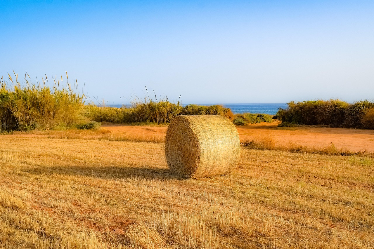 現(xiàn)在小麥價(jià)格分析，市場(chǎng)動(dòng)態(tài)與影響因素探討