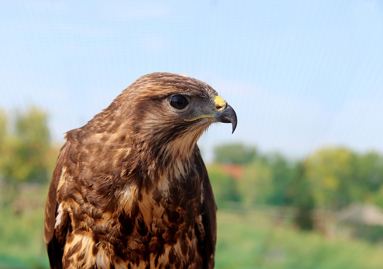 日本抓鳥比賽視頻，傳統(tǒng)活動的魅力與背后故事揭秘
