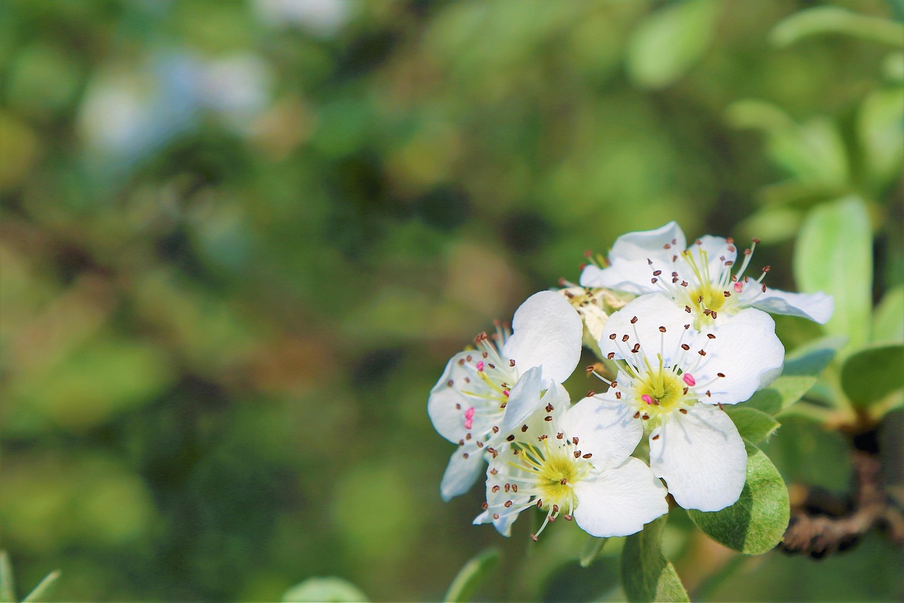 白牡丹新品，綻放的獨特魅力與美麗風采