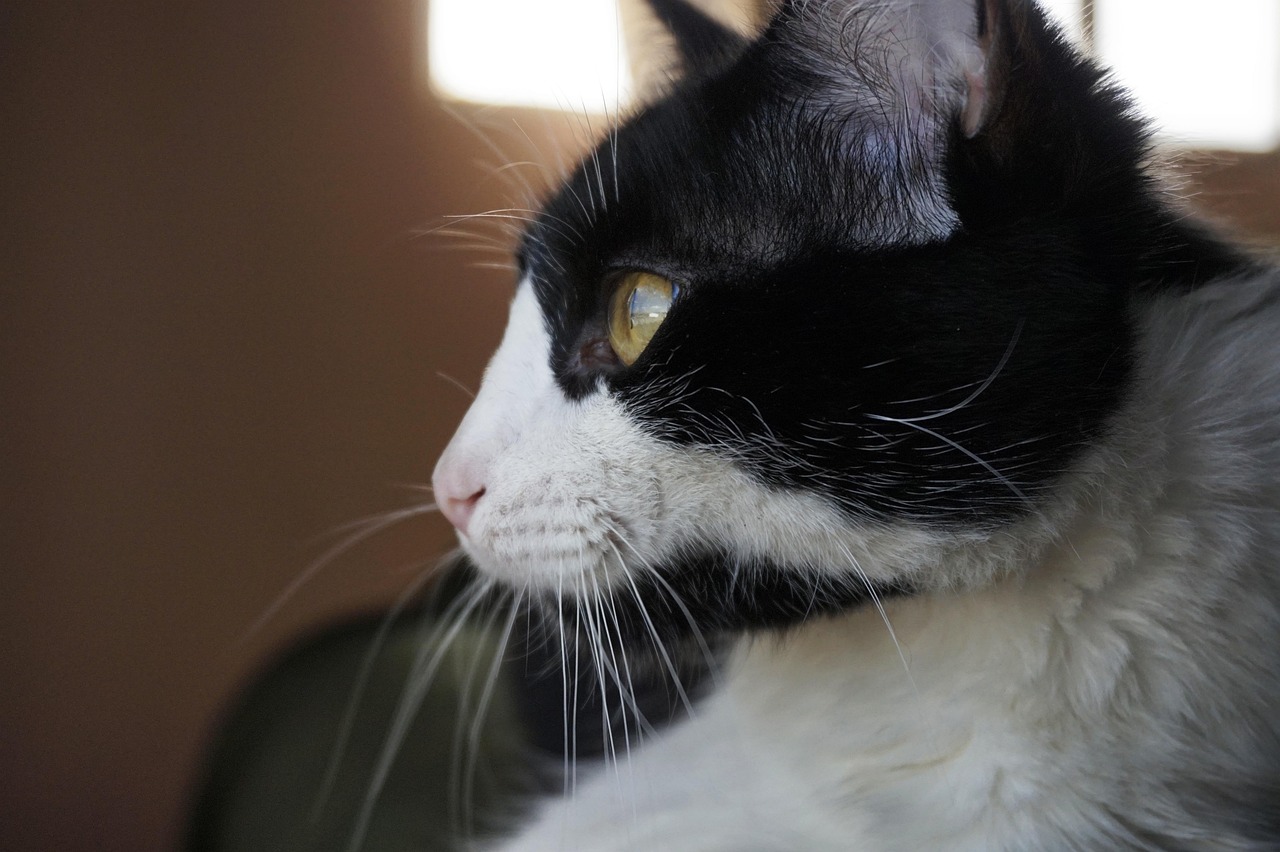 橘貓魅力風采展示，無限魅力，令人陶醉的近期風采展示