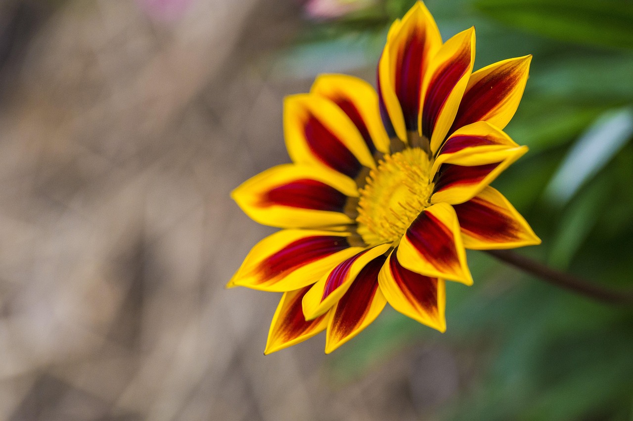 新時代鄉(xiāng)村醫(yī)生動態(tài)資訊，醫(yī)療變革與發(fā)展趨勢概覽