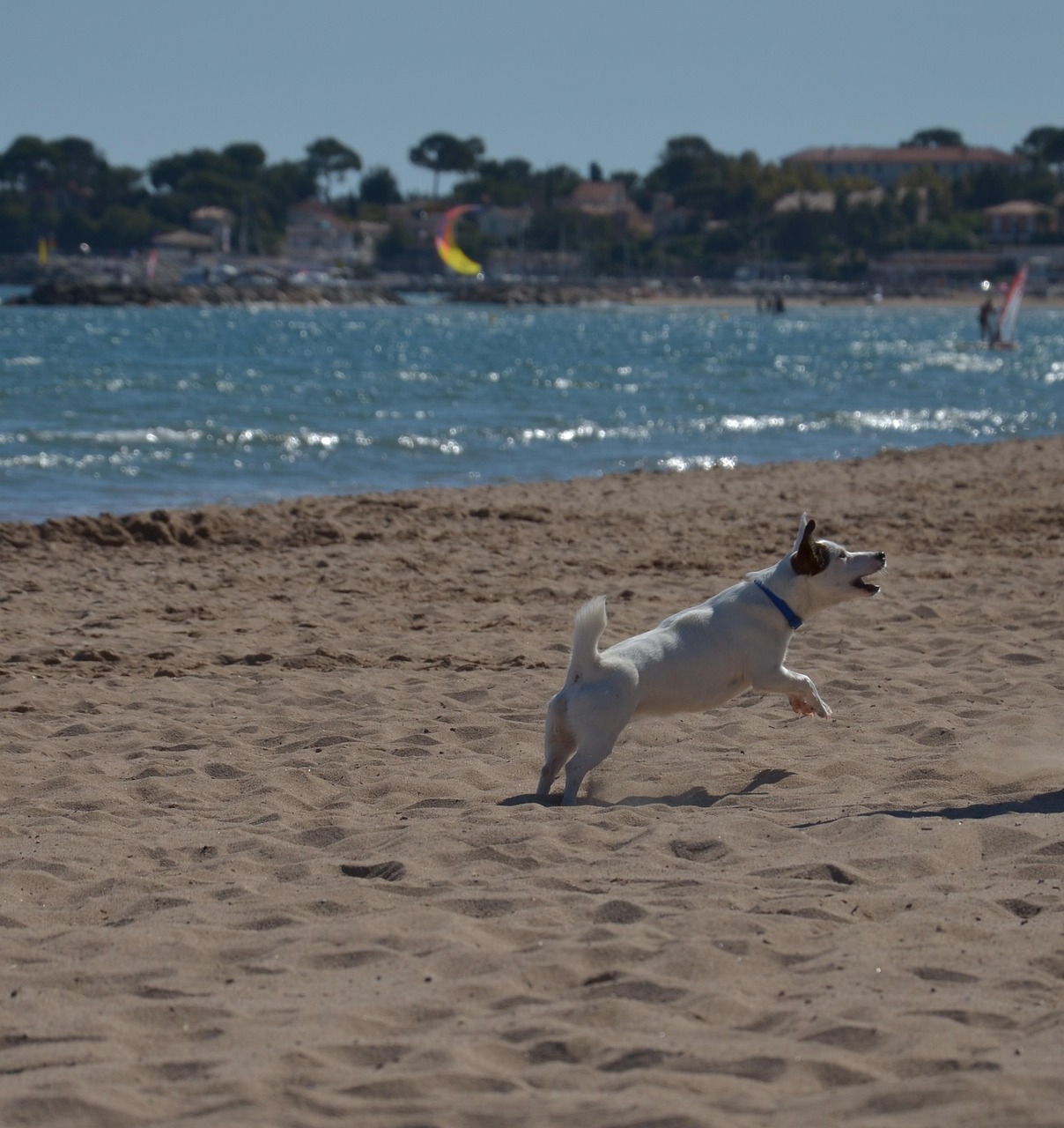 海邊動(dòng)漫圖片的魅力與影響，探索海洋的視覺(jué)盛宴