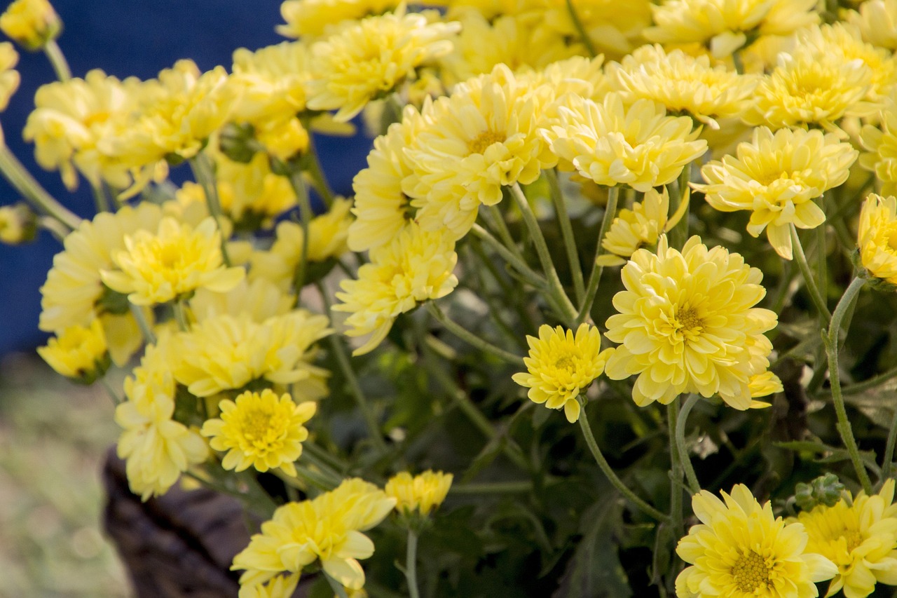 元菊演員，演藝界的耀眼之星