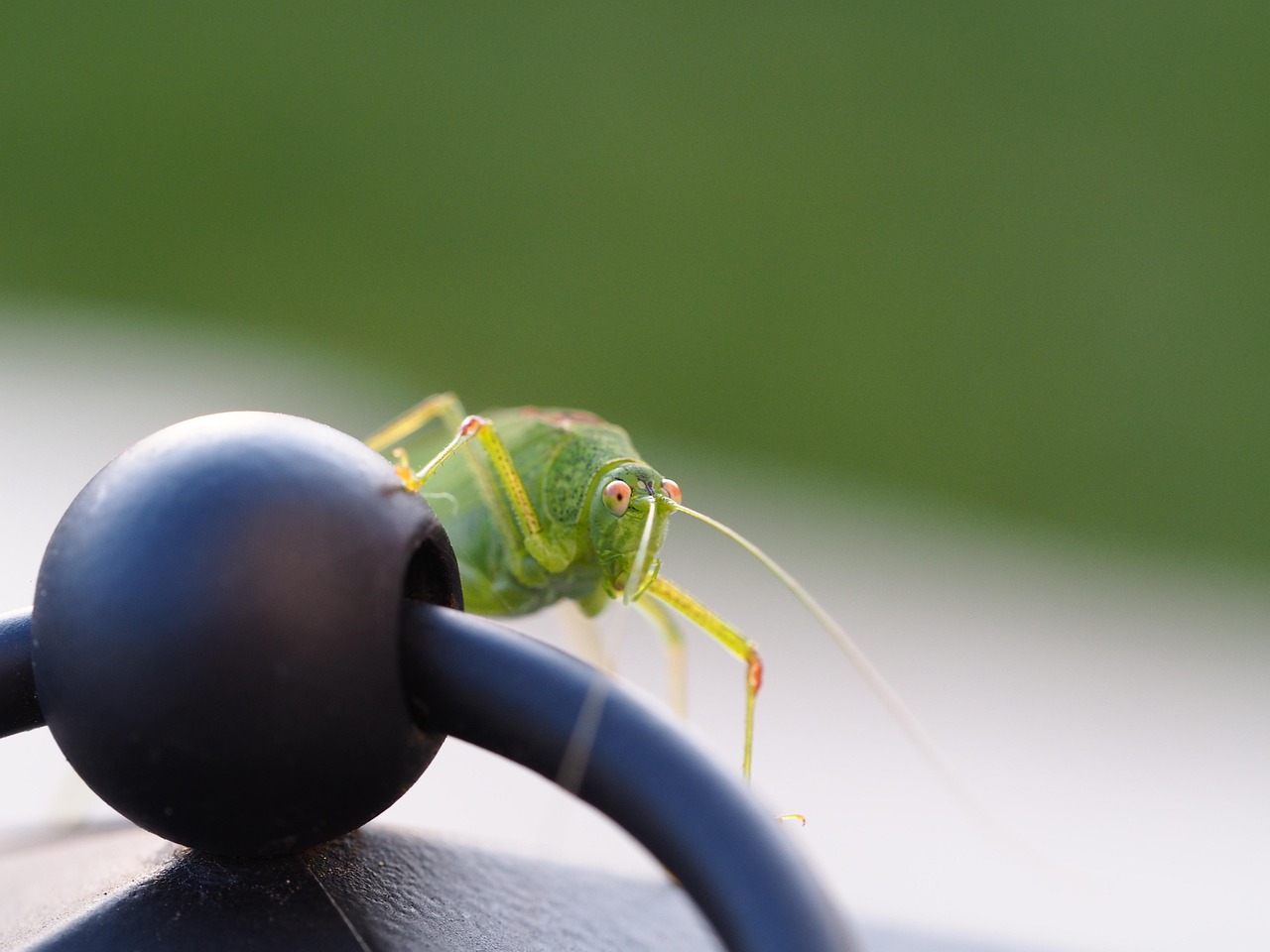 全球視野下的最新蝗蟲動態(tài)，影響與應(yīng)對策略
