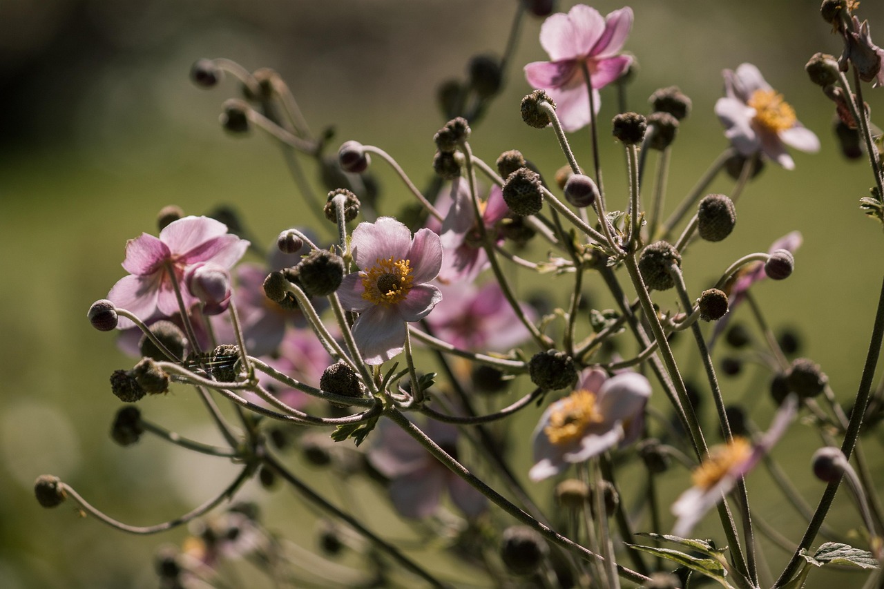 甘肅干旱最新動態(tài)，挑戰(zhàn)及應(yīng)對策略