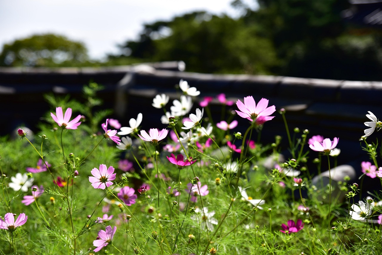 超山楊梅，初夏的味蕾盛宴，期待上市時刻
