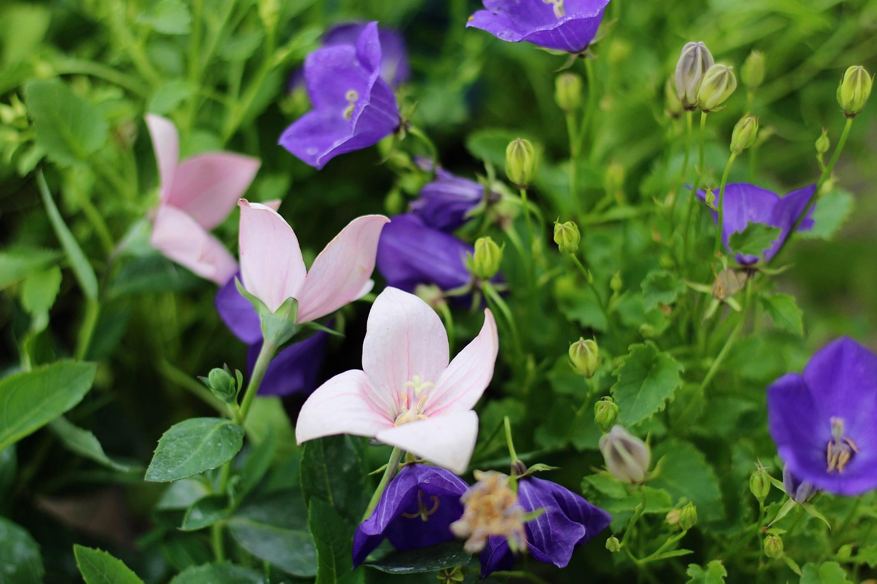 長沙縣干杉鎮(zhèn)蓬勃發(fā)展新面貌，最新動態(tài)揭秘鄉(xiāng)鎮(zhèn)蛻變之路