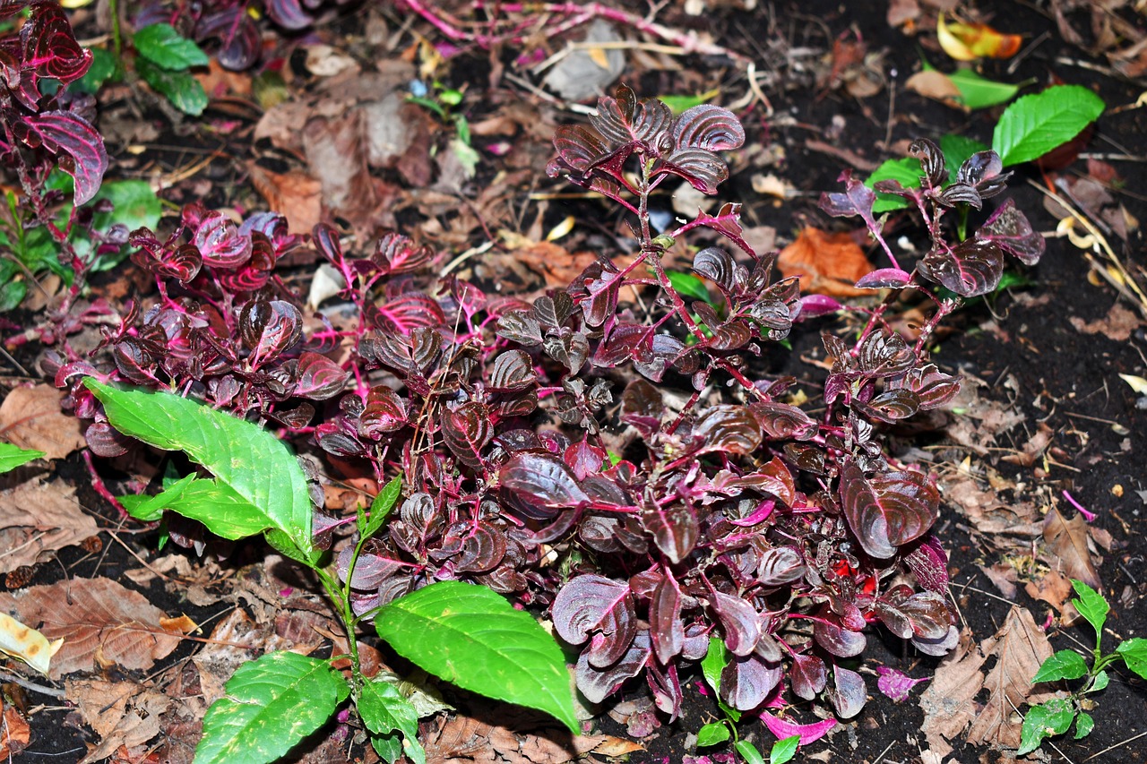 門源地震最新動態(tài)，監(jiān)測、研究與應(yīng)對策略