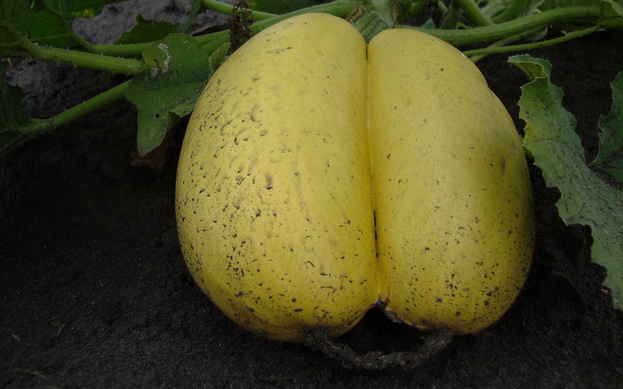 黃桃新品種詳解，探索未知的美味果實