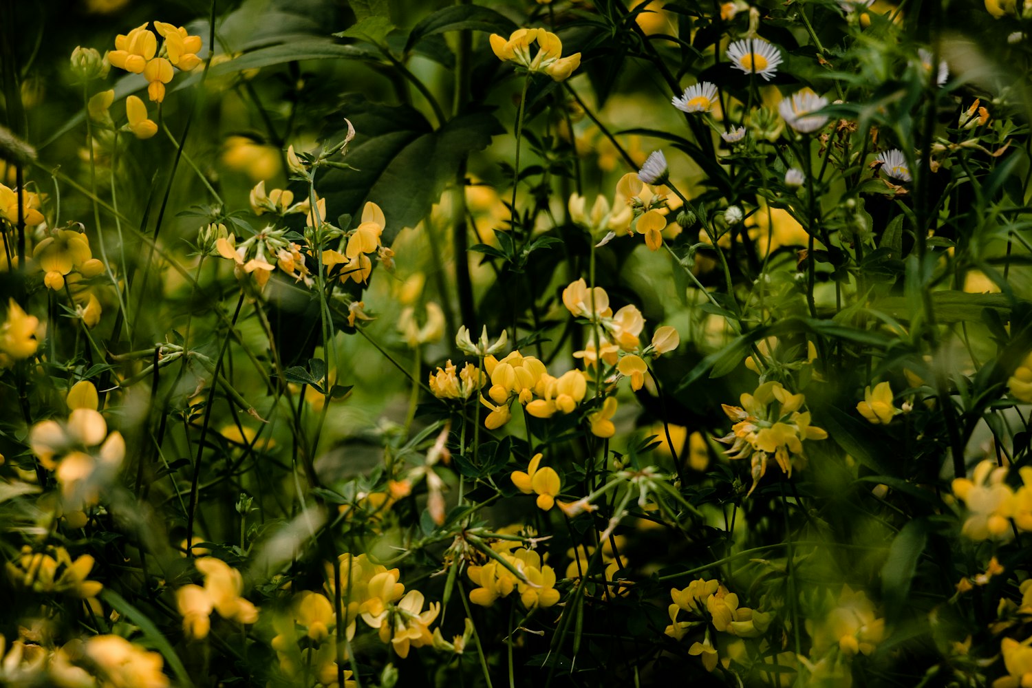 陳楊動(dòng)態(tài)更新，探索個(gè)人成長(zhǎng)之路與影響力之路