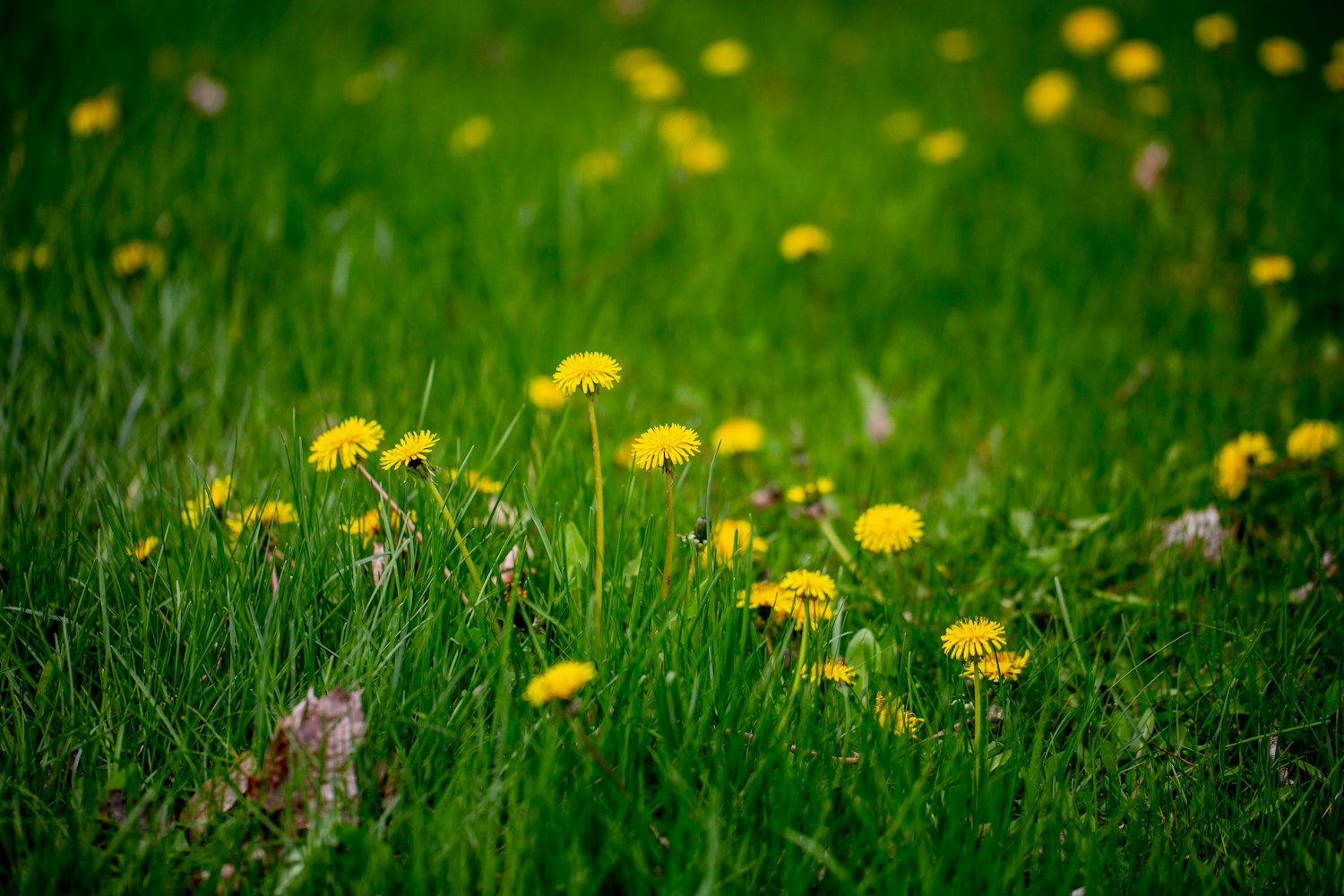 南京城市新動(dòng)態(tài)，煥發(fā)勃勃生機(jī)與活力