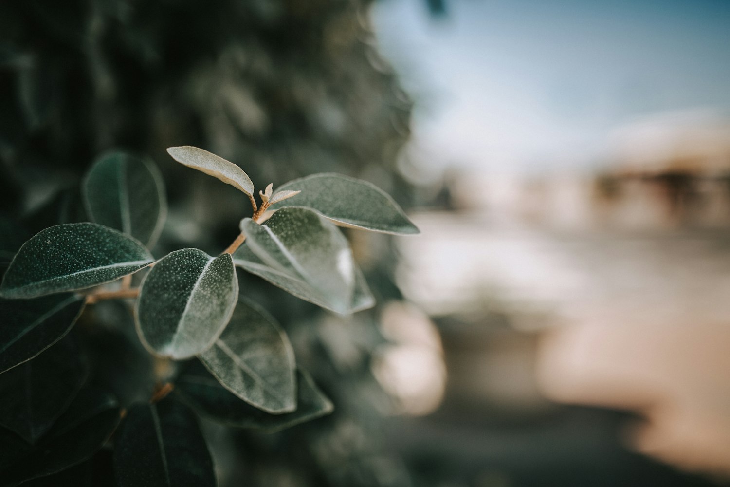 男生古風(fēng)動漫頭像，傳統(tǒng)韻味與現(xiàn)代魅力的完美交融